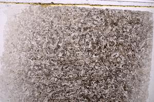 Plane Polarized, E41731