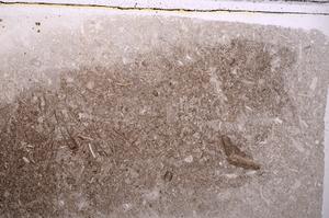 Plane Polarized, E41742