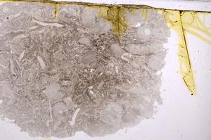 Plane Polarized, E41745