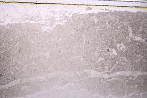 Plane Polarized, E41747