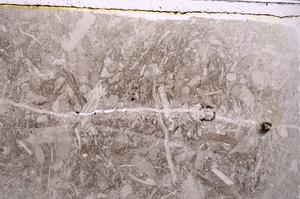 Plane Polarized, E41750