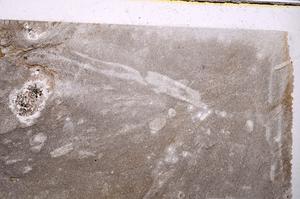 Plane Polarized, E41758