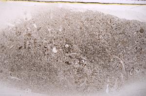 Plane Polarized, E41779/A