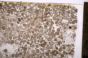 Plane Polarized, E41781
