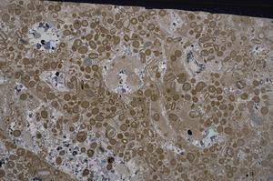 Cross Polarized, E41784