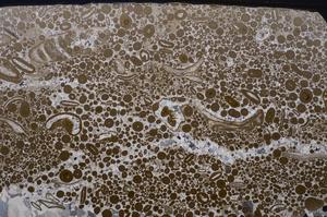 Cross Polarized, E41786