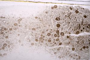 Plane Polarized, E41814