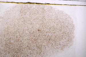 Plane Polarized, E41835