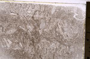 Plane Polarized, E41855