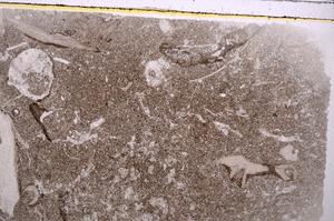 Plane Polarized, E41875