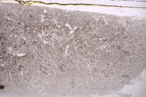 Plane Polarized, E42001