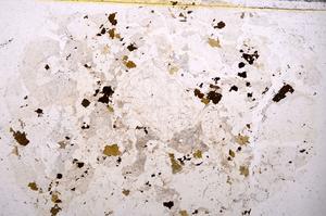 Plane Polarized, E42039