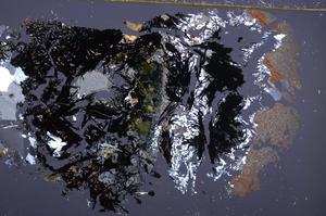 Cross Polarized, E42048