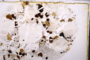 Plane Polarized, E42061