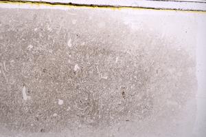 Plane Polarized, E42311