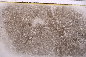 Plane Polarized, E42322