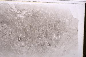 Plane Polarized, E42340