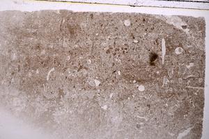 Plane Polarized, E42356