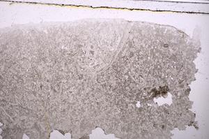 Plane Polarized, E42357