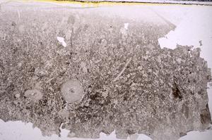 Plane Polarized, E42358