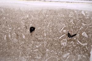 Plane Polarized, E42360