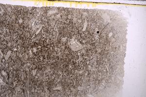 Plane Polarized, E42372