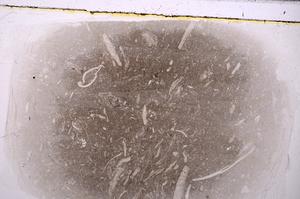 Plane Polarized, E42379