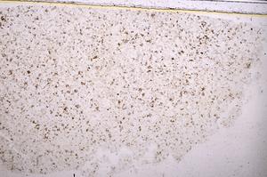 Plane Polarized, E42500