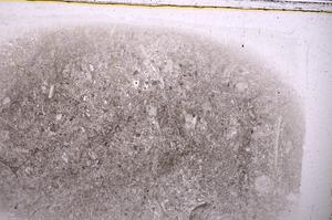 Plane Polarized, E42505