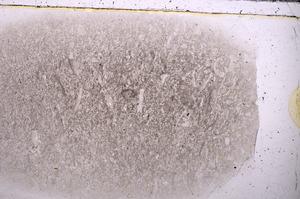 Plane Polarized, E42509
