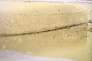 Plane Polarized, E42510