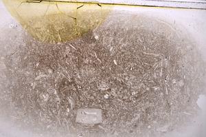Plane Polarized, E42521