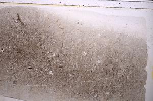 Plane Polarized, E42528