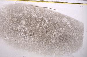 Plane Polarized, E42531