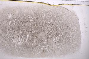 Plane Polarized, E42533