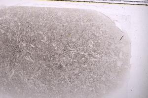 Plane Polarized, E42537