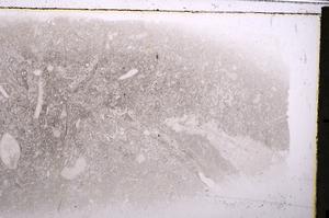 Plane Polarized, E42541