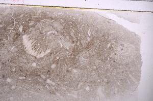 Plane Polarized, E42567