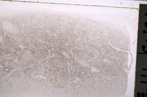 Plane Polarized, E42569