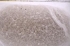 Plane Polarized, E42572