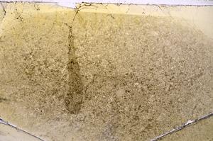 Plane Polarized, E42576