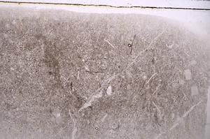 Plane Polarized, E42578