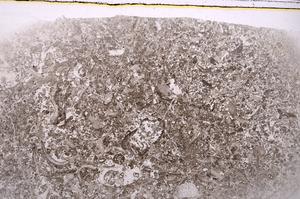 Plane Polarized, E42587