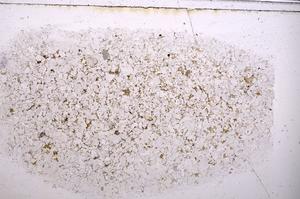 Plane Polarized, E42599