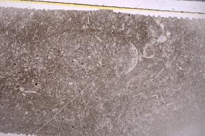 Plane Polarized, E42635