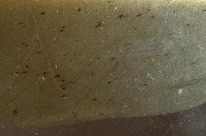 Plane Polarized, E42712