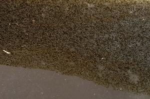 Plane Polarized, E42741