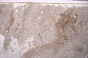 Plane Polarized, E42883