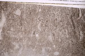 Plane Polarized, E42889