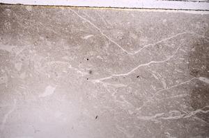 Plane Polarized, E42893